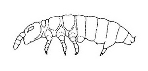 Slika