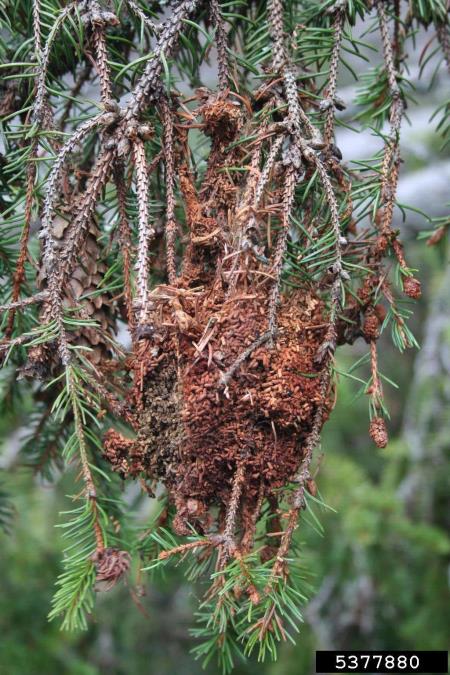 <i>Cephalcia abietis</i> na <i>Picea</i> spp.