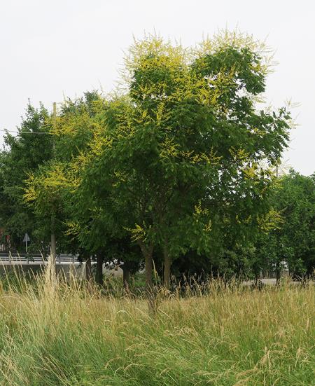 <i>Koelreuteria paniculata</i>