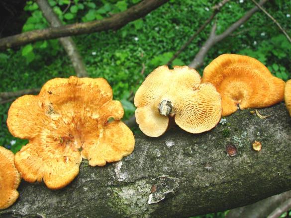Polyporus mori