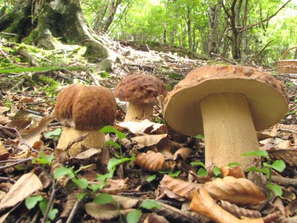 Boletus aestivalis