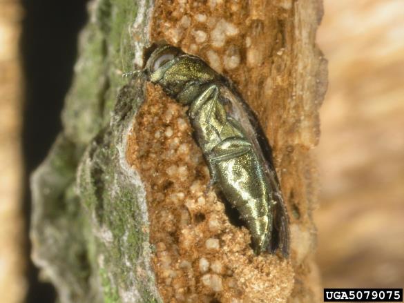 zeleni bukov krasnik (<i>Agrilus viridis</i>)