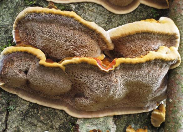 Inonotus radiatus