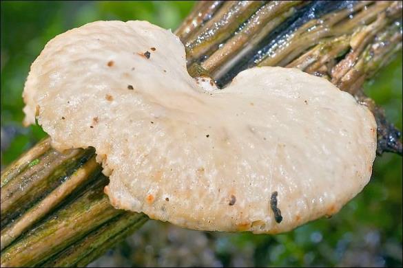Polyporus alveolaris