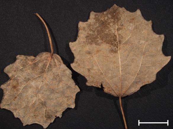 Melampsora tremulae