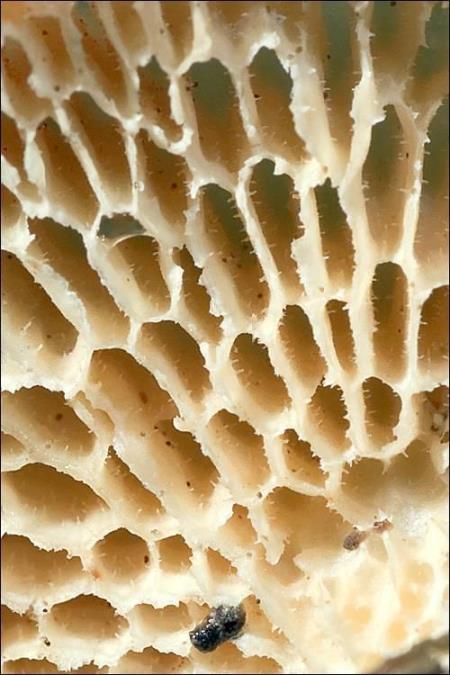 Polyporus alveolaris