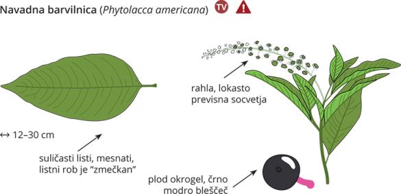 <i>Phytolacca americana</i>