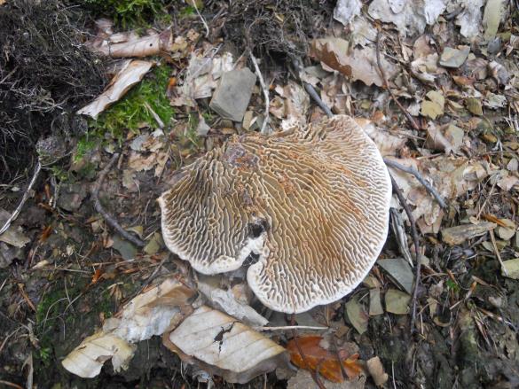 Daedalea quercina