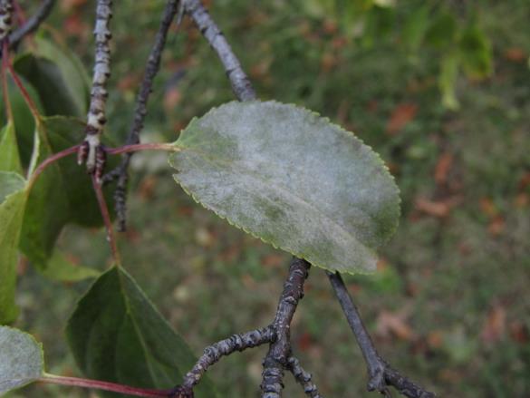 <em>Erysiphe friesii</em>