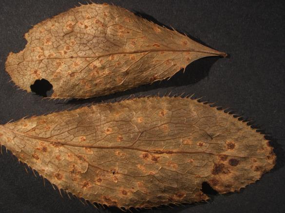 Aecidium berberidis 