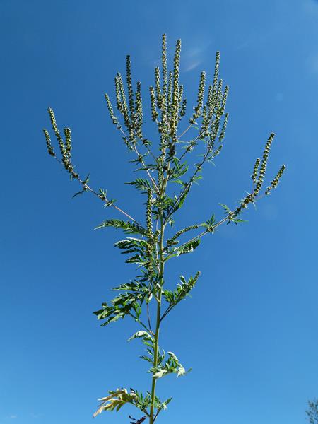 <i>Ambrosia artemisiifolia</i>