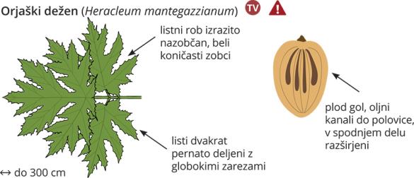 <i>Heracleum mantegazzianum</i>