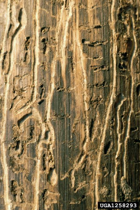 ostrozobi borov lubadar (<i>Ips acuminatus</i>)