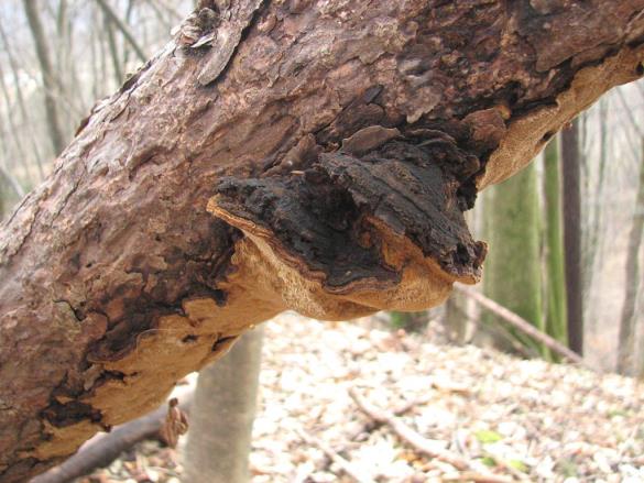 Phellinus pini