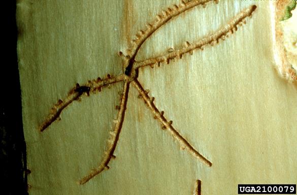 jelov vejni lubadar (<i>Pityophthorus pityographus</i>) na <i>Abies grandis</i>