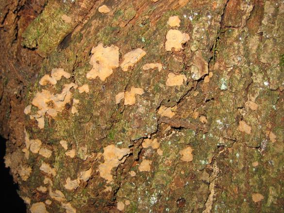 Stereum rugosum 