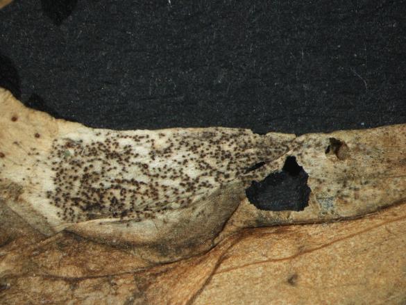 Aecidium quadrifidum