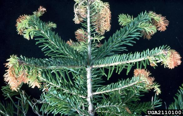 <i>Botrytis cinerea</i> na <i>Abies alba</i>