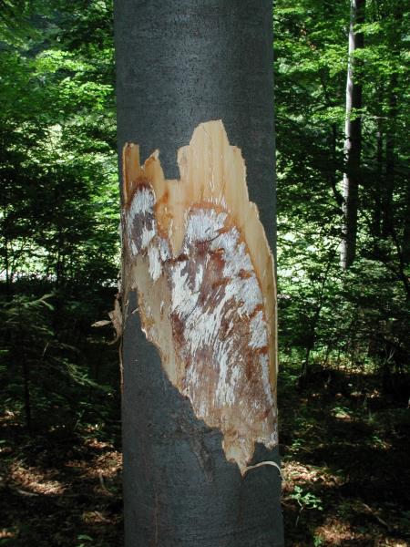 Bela trohnoba korenin