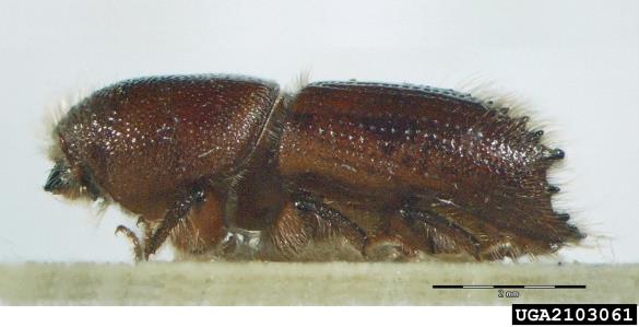 dvanajsterozobi borov lubadar (<i>Ips sexdentatus</i>)