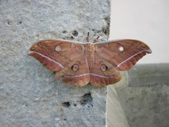 Japonska sviloprejka
