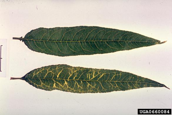 šarka (<i>Potyvirus plum pox virus</i>) na <i>Prunus persica</i>