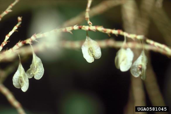 japonski dresnik (<i>Fallopia japonica</i>)