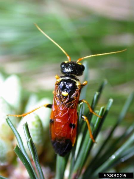mala borova zapredkarica (<i>Acantholyda hieroglyphica</i>)