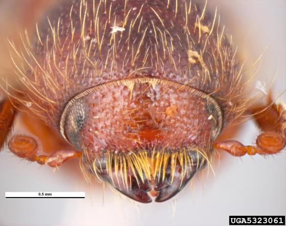 kosmati smrekov lubadar (<i>Dryocoetes autographus</i>)