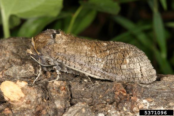 vrbov zavrtač ali vrbar (<i>Cossus cossus</i>)