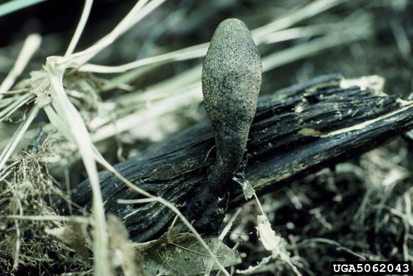 kopučasta lesenjača (<i>Xylaria polymorpha</i>)