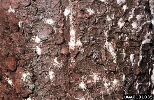 progasti lestvičar (<i>Xyloterus lineatus</i>) na <i>Picea</i> spp.