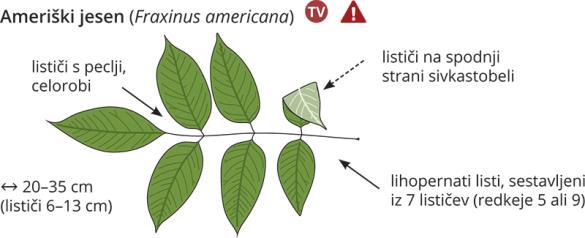 <i>Fraxinus americana</i>
