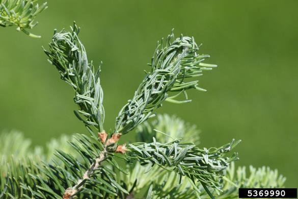 uš jelovih poganjkov ali brstna hojeva ušica (<i>Mindarus abietinus</i>) na <i>Abies balsamea</i>