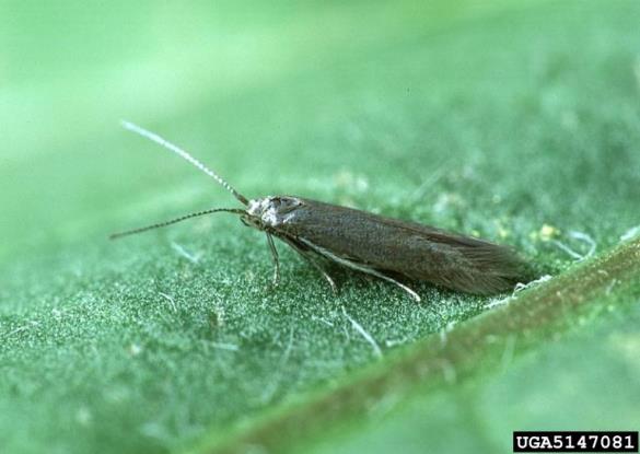 molj macesnovih iglic (<i>Coleophora laricella</i>)