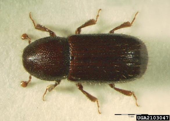kosmati smrekov lubadar (<i>Dryocoetes autographus</i>)