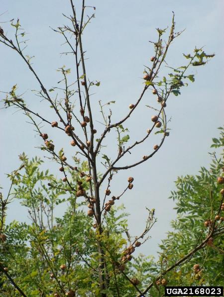 hrastova koreninska šiškarica (<i>Biorhiza pallida</i>) na <i>Quercus robur</i>