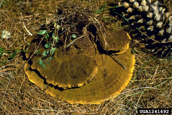 žoltorobi rjavopor (<i>Phaeolus schweinitzii</i>)