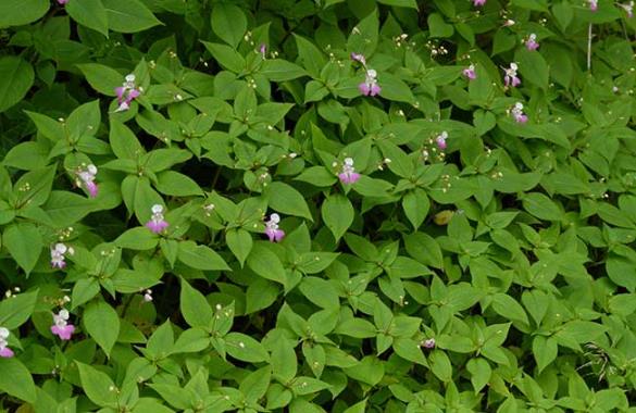 <i>Impatiens balfourii</i>