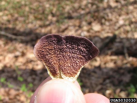 <i>Pallidohirschioporus biformis</i>