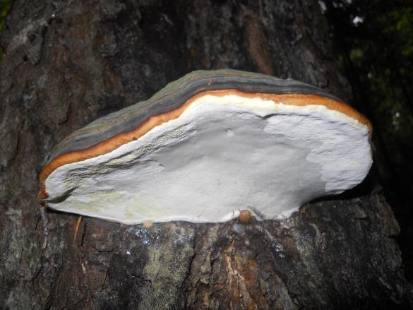 Fomitopsis pinicola