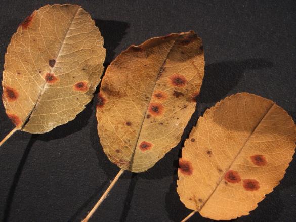 Gymnosporangium juniperinum