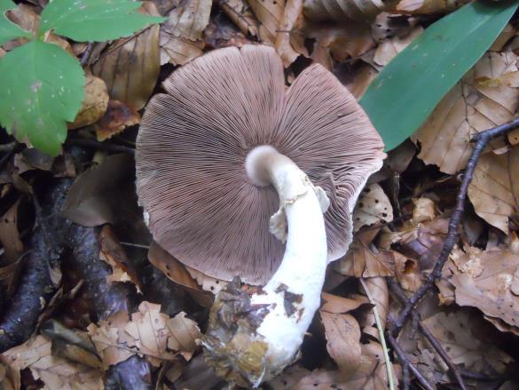 Agaricus essettei