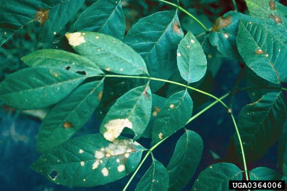 <i>Mycosphaerella fraxinicola</i>