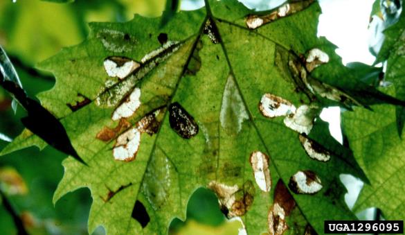 platanov listni zavrtač (<i>Phyllonorycter platani</i>)