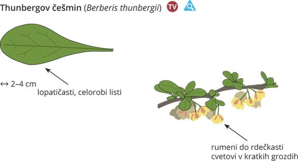 <i>Berberis thunbergii</i>