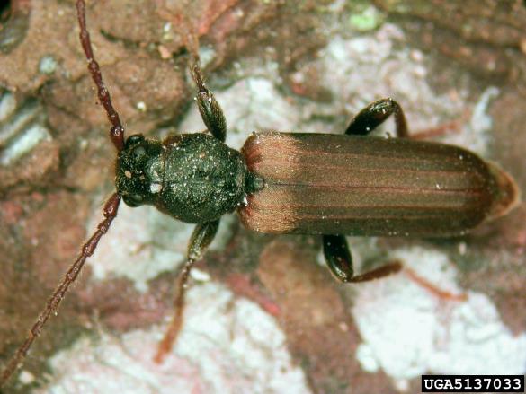 rjavi smrekov kozliček (<i>Tetropium fuscum</i>) na <i>Picea rubens</i>