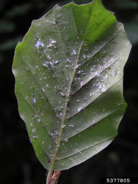bukova listna uš (<i>Phyllaphis fagi</i>) na <i>Fagus sylvatica</i>