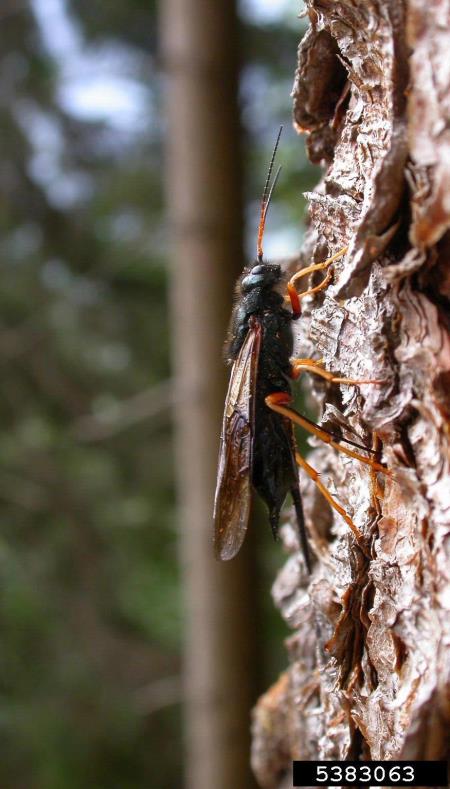 modra lesna osa (<i>Sirex juvencus</i>)