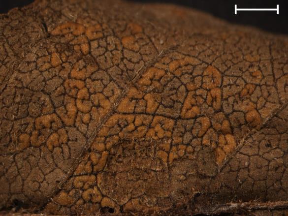 Coleosporium euphrasiae 